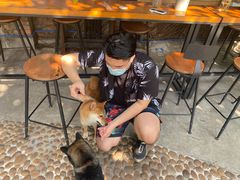 -柴犬高等学院·狗咖·柴犬售卖·宠物训练