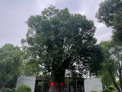 -养云安缦吧THE BAR