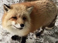 -宫城藏王狐狸村