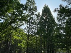 -白水寺森林公园