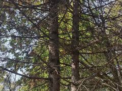 -黑龙江省森林植物园
