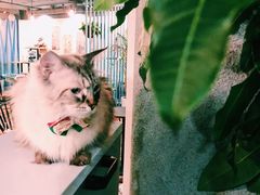 -共舞时光猫咖·狗咖(新街口店)