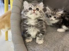 -lincat·猫舍(广州店)