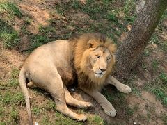 -西霞口神雕山野生动物世界