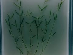 -广东中医药博物馆