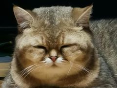 -东方名猫馆·英短金渐层布偶猫舍(环线广场1号楼店)