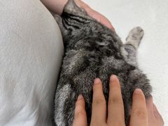 -瑞派康怡24h宠物医院·犬猫医疗中心·微创绝育(瑞景分院)