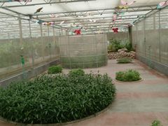 -南宫五洲植物乐园