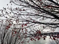 -汉多夫德国村