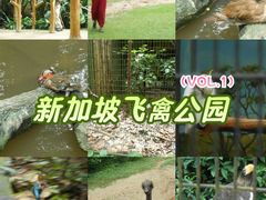-新加坡飞禽公园