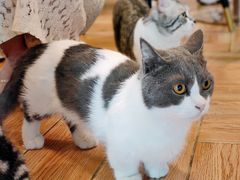 -遇见羊驼·奶狗咖·布偶猫咖·法斗柯基柴犬阿拉斯加(春熙路太古里IFS店)