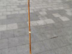 -邓记新一代糖油果子(四川煤管局供销公司职工宿舍店)