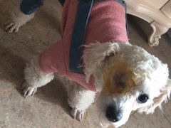 -芭比堂动物医院·犬猫全科·异宠专科(雁塔分院)
