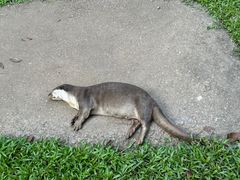 -清迈夜间动物园