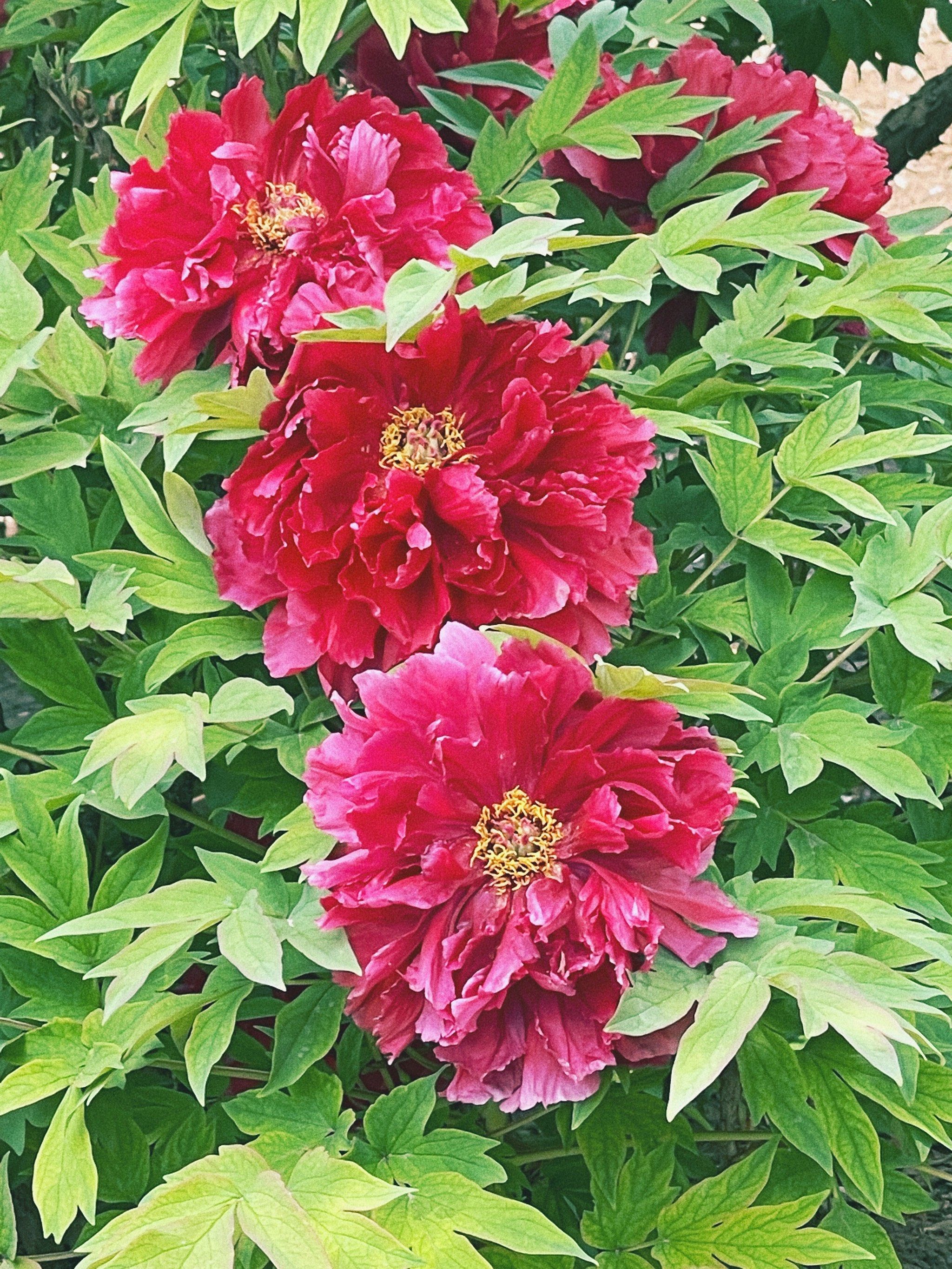 城市公园图鉴|4.25国家植物园牡丹花实况