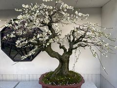 -香雪海