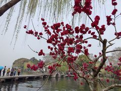 -西湖游船