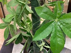 -付掌柜在成都·热炒砂锅集(金禾店)