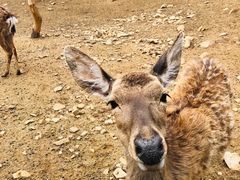 -青岛森林野生动物世界