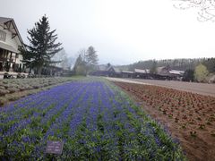 -富田农场