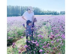 -北京东方普罗旺斯薰衣草庄园