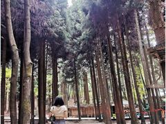 -武陵山森林公园