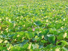 -天津东丽湖风景区