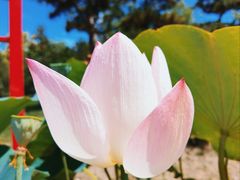 -莲花池公园