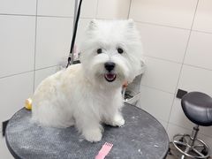 -帕帕拉兹宠物(亚洲旗舰店)