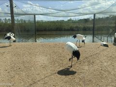 -盐城丹顶鹤湿地生态旅游区