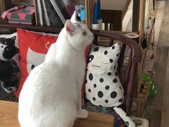 -Cappucimeow猫咪咖啡馆(韦伯时代店)