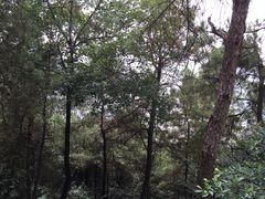 -铁山坪森林公园