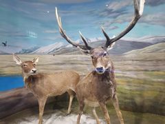 -北京麋鹿生态实验中心