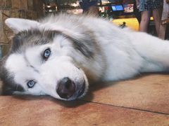 -more than meow吴止猫主题餐厅(承德 中船汇店)