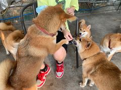 -柴犬高等学院·狗咖·柴犬售卖·宠物训练