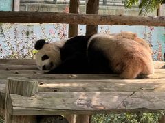 -西霞口神雕山野生动物世界
