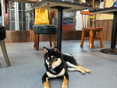 -柴源莊·柴小宠柴犬咖啡