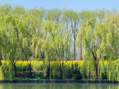 -溱湖国家湿地公园