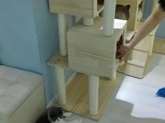 -喵的天空名猫咖啡馆·撸猫·猫舍·用品
