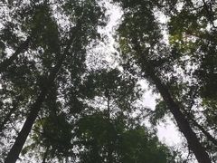-水杉园
