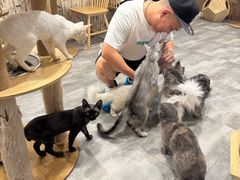 -楼上猫咖(罗湖店)