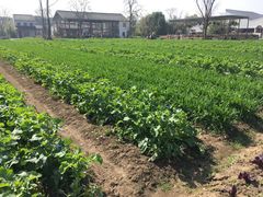 -田园东方蜜桃村的田野营地