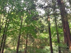 -素山寺森林公园