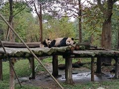 -都江堰中华大熊猫苑