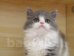 -momokira米努特·德文卷毛猫·棉花面纱犬