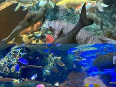 -上海海洋水族馆