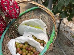 -马陆小张葡萄园农家乐