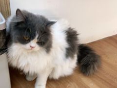 -COLOR PETS 撸猫馆·购猫·猫咖(长风大悦城店)