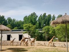 -北京野生动物园