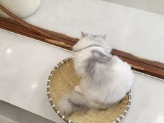 -共舞时光猫咖·狗咖(新街口店)